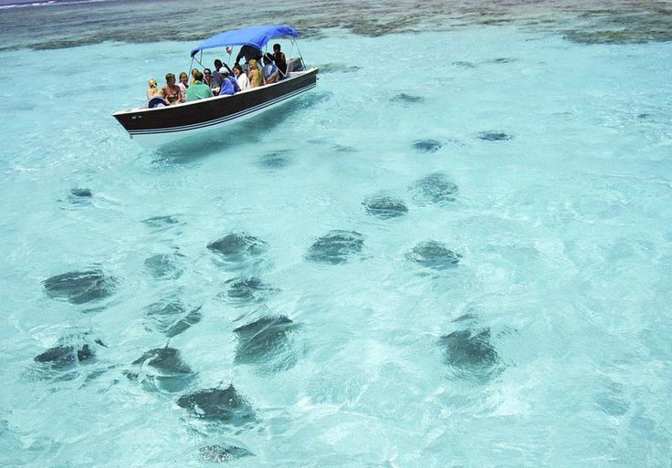 Picture 2 of People are comfortable swimming with sharks