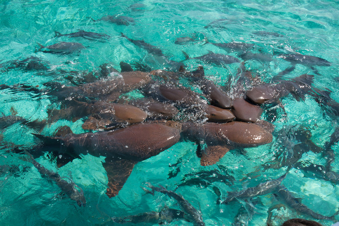 Picture 3 of People are comfortable swimming with sharks