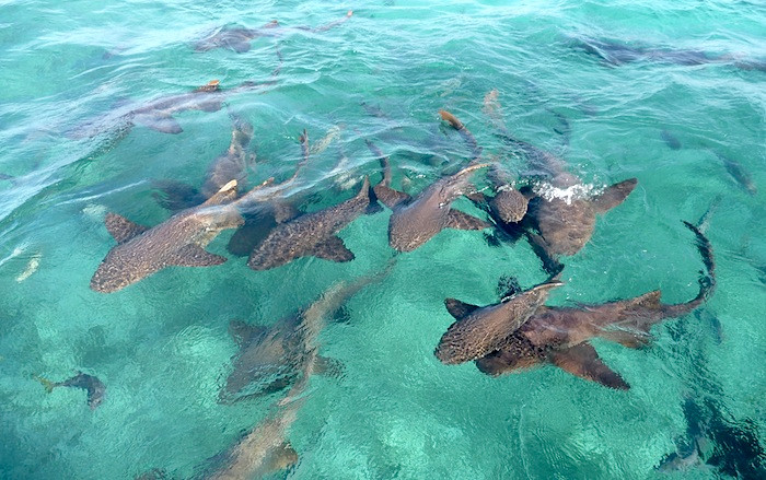 Picture 4 of People are comfortable swimming with sharks