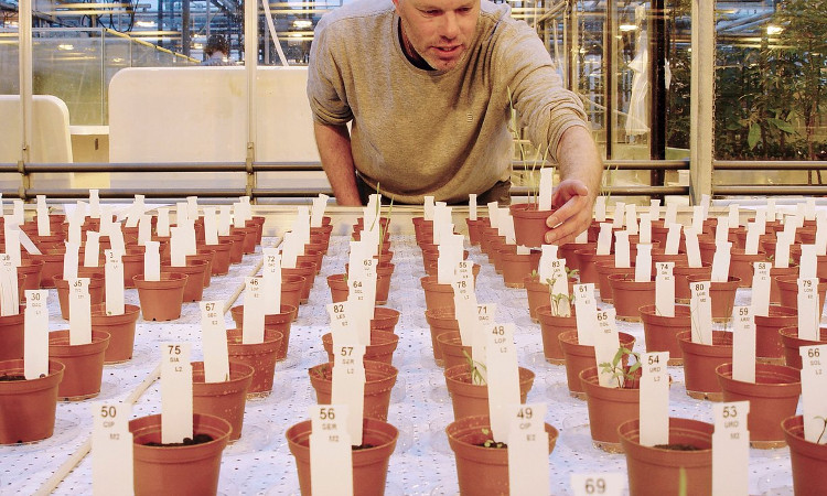 Picture 1 of People can eat food grown from Mars
