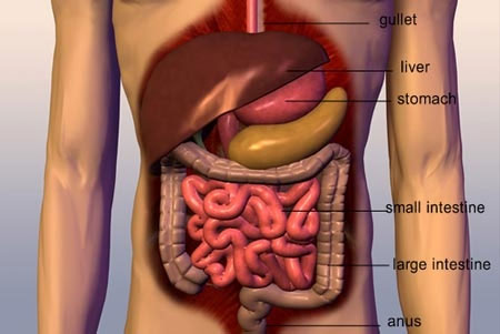 Picture 1 of People can gain weight 3 hours after eating