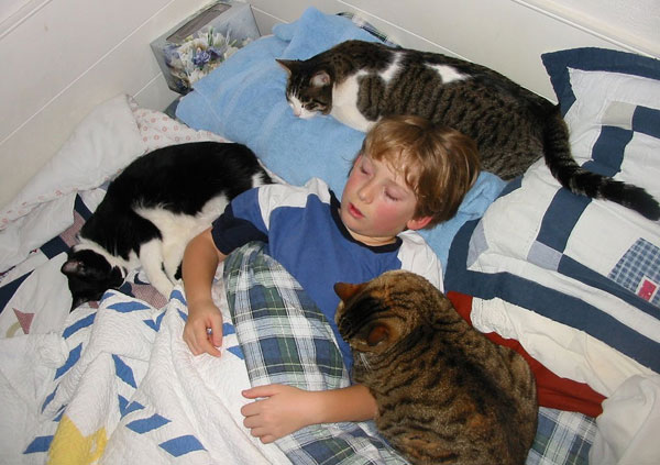 Picture 1 of People can transmit influenza virus to pets