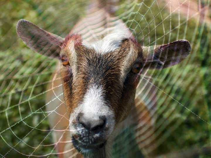 Picture 1 of People have created hybrid goats, both for milk and silk