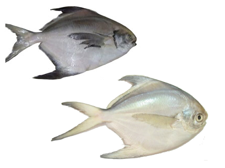 People have eaten fish from 40,000 years ago images 1