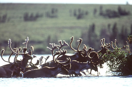 Picture 1 of People make animals evolve faster