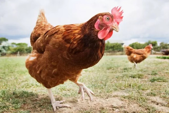 Picture 4 of People should only be as big as ... chickens in the future