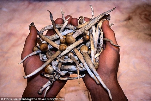 Picture 4 of People use drugs from prehistoric times