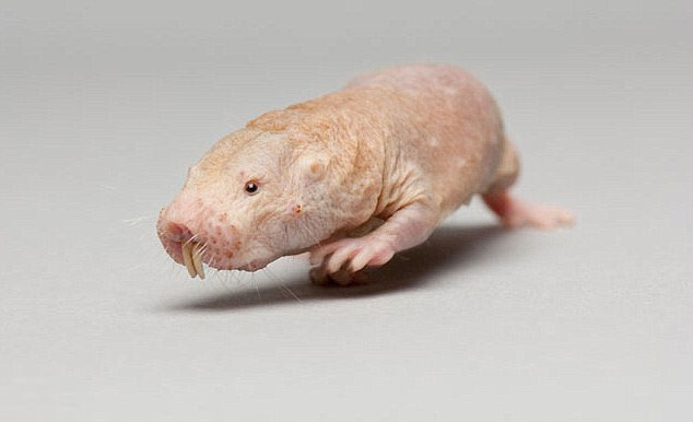 Picture 2 of People will be 200 years old without hair, cold blood?