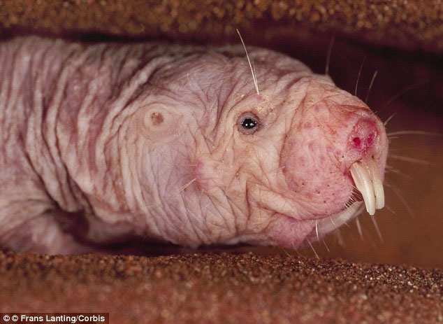 Picture 3 of People will be 200 years old without hair, cold blood?