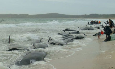 Picture 1 of Pepper whales die massively due to being stranded in New Zealand