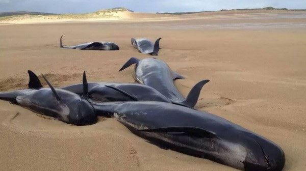 Picture 1 of Pepper whales die unjustly because of stranding on the shore