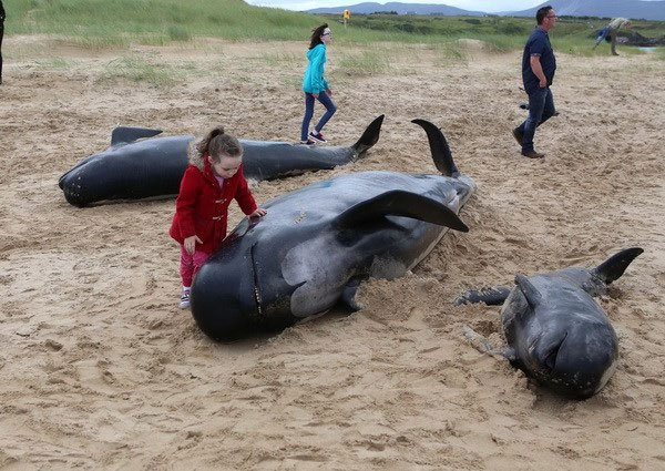 Picture 2 of Pepper whales die unjustly because of stranding on the shore