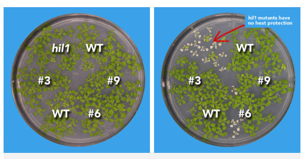 Picture 2 of Perhaps you will have to be jealous when you know that plants have a certain kind of genes to fight heat