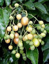 Picture 1 of Persimmons are healing