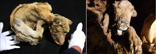 Picture 1 of Peru discovered 6 mummies of dogs from the 15th century