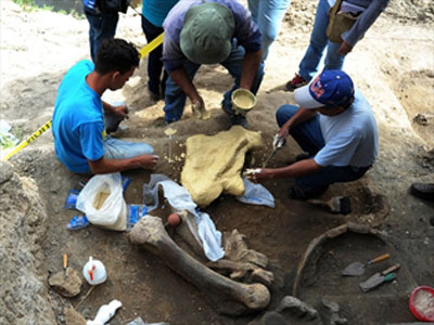 Picture 1 of Peru discovered fossils a giant pelican species