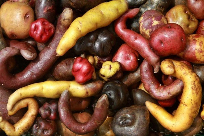 Picture 1 of Peru is about to bring 100 varieties of potatoes to Mars