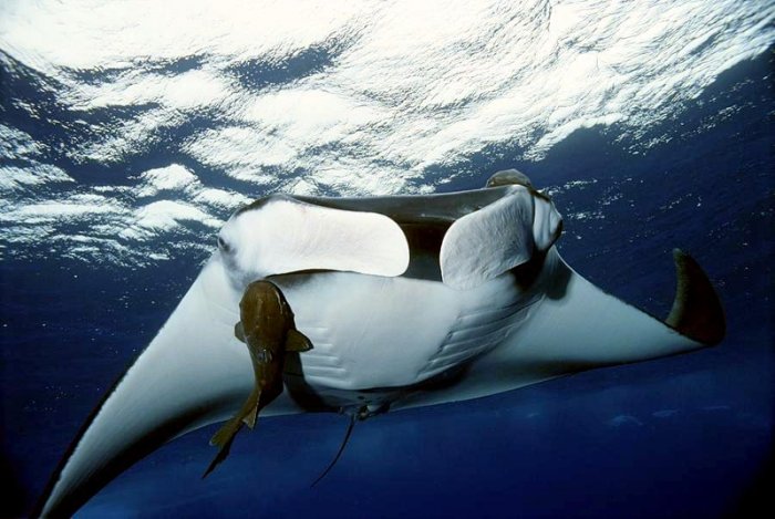 Picture 1 of Peru strives to protect the rays that weigh up to two tons