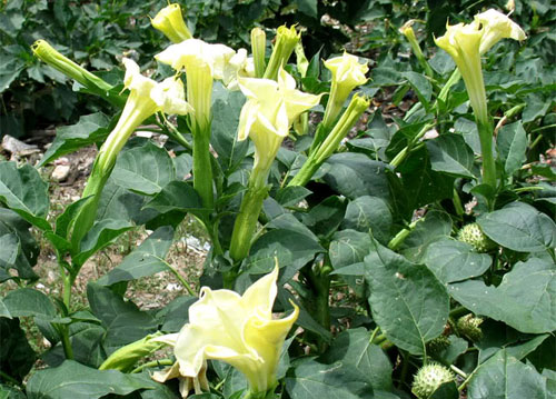 Picture 1 of Pesticides from plants