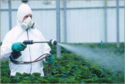 Picture 1 of Pesticides increase the risk of brain cancer