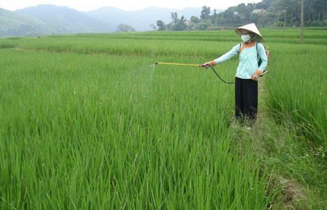 Picture 1 of Pesticides reduce the IQ of children