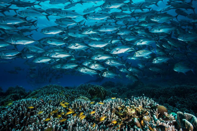 Picture 1 of Philippine paradise reef remains intact even though the world is in danger