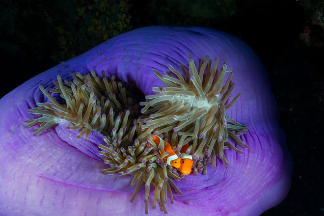 Picture 4 of Philippine paradise reef remains intact even though the world is in danger