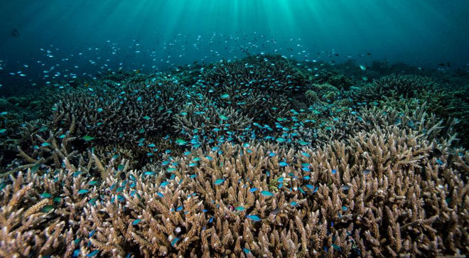 Picture 5 of Philippine paradise reef remains intact even though the world is in danger