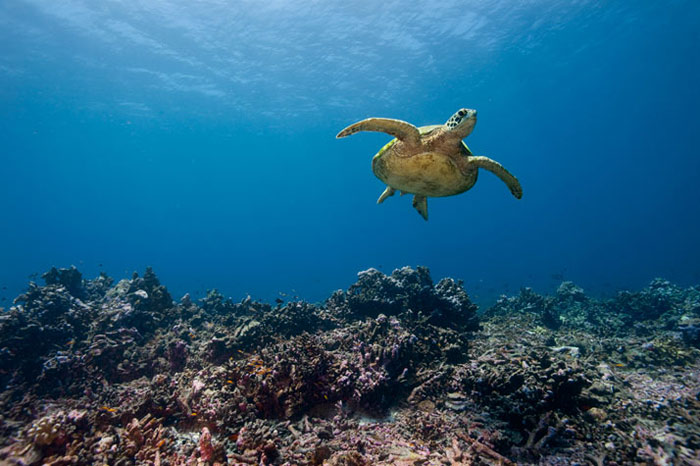 Phoenix Island Conservation Area