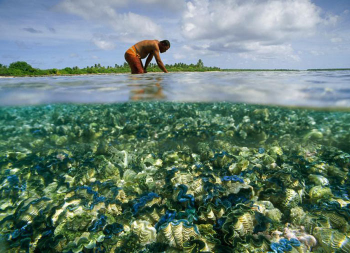 Picture 9 of Phoenix Island Conservation Area