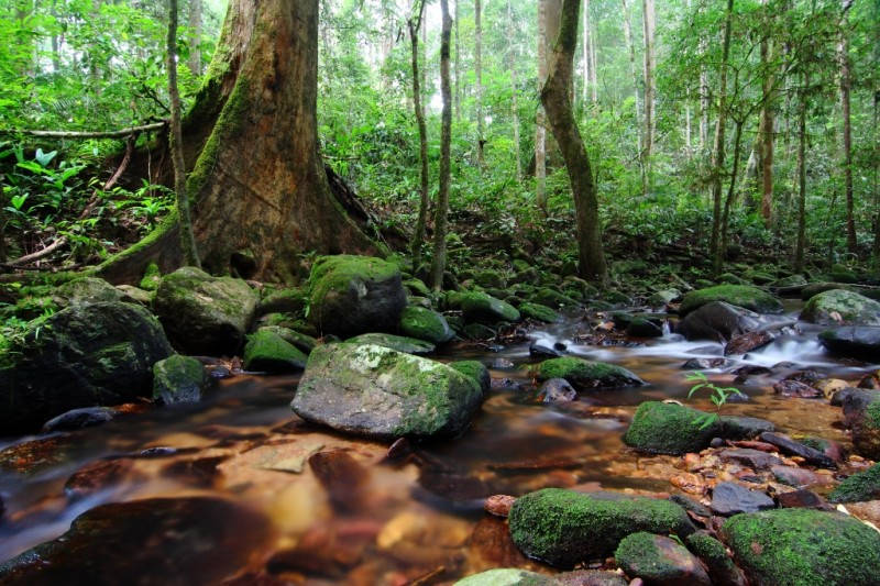 Picture 5 of Phong Nha Ke Bang - National Park must come in Southeast Asia