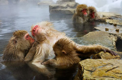Picture 1 of Photo nature won the international award