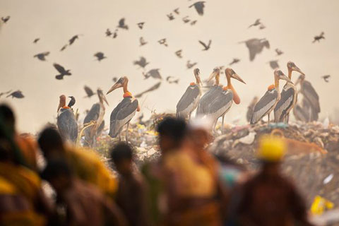 Picture 2 of Photo nature won the international award