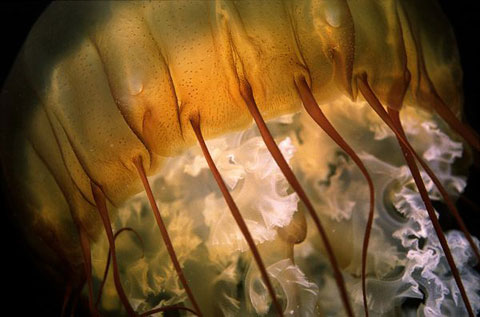 Picture 6 of Photo nature won the international award