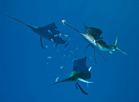 Picture 8 of Photo nature won the international award