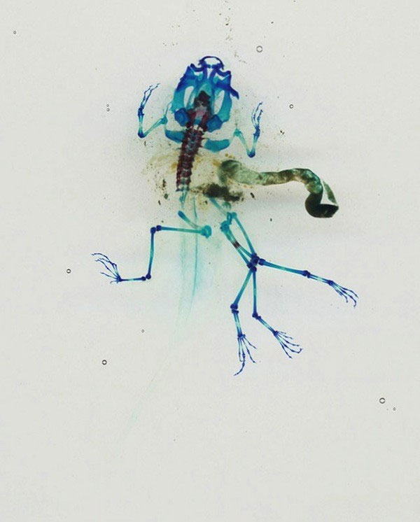 Picture 10 of Photo of a beautiful transparent frog