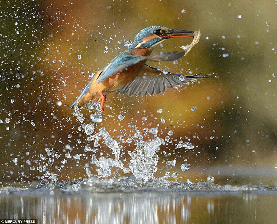 Picture 10 of Photo of Kingfisher costs 4200 hours in 6 years and 720000 photos to record