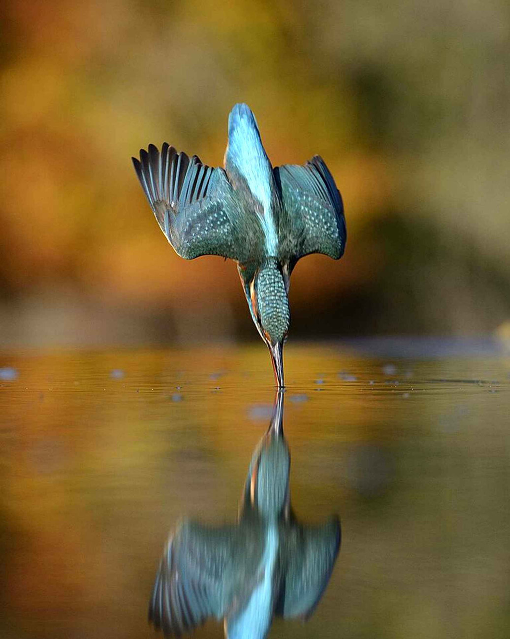 Picture 11 of Photo of Kingfisher costs 4200 hours in 6 years and 720000 photos to record