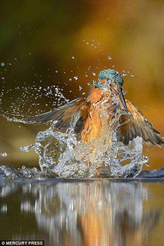 Picture 12 of Photo of Kingfisher costs 4200 hours in 6 years and 720000 photos to record