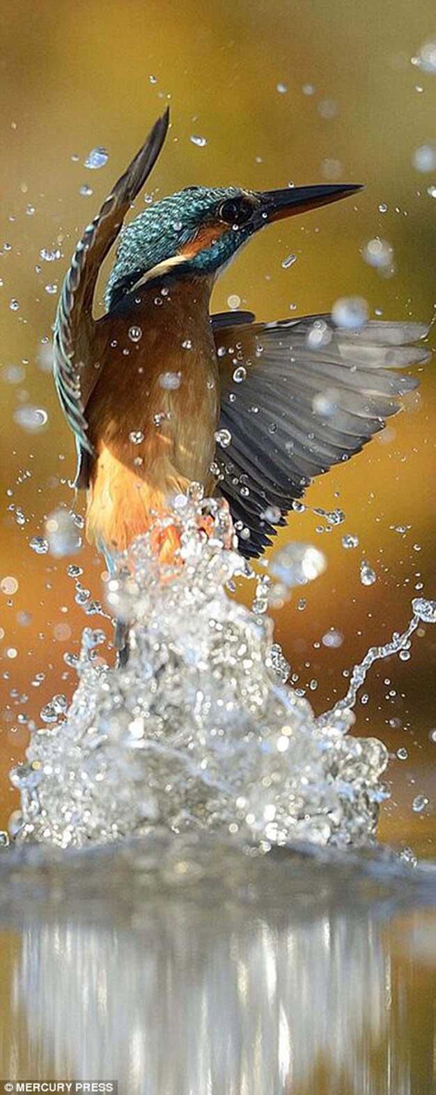 Picture 13 of Photo of Kingfisher costs 4200 hours in 6 years and 720000 photos to record