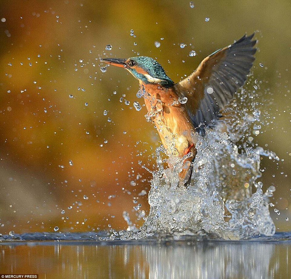 Picture 5 of Photo of Kingfisher costs 4200 hours in 6 years and 720000 photos to record