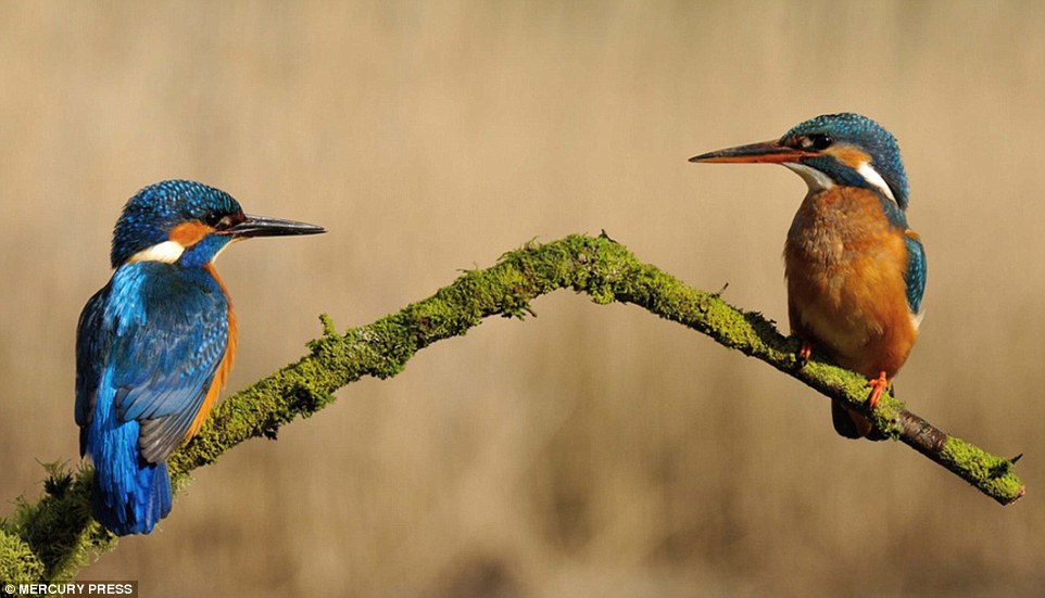 Picture 6 of Photo of Kingfisher costs 4200 hours in 6 years and 720000 photos to record