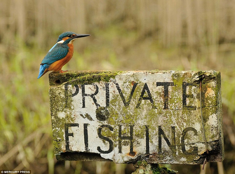 Picture 7 of Photo of Kingfisher costs 4200 hours in 6 years and 720000 photos to record