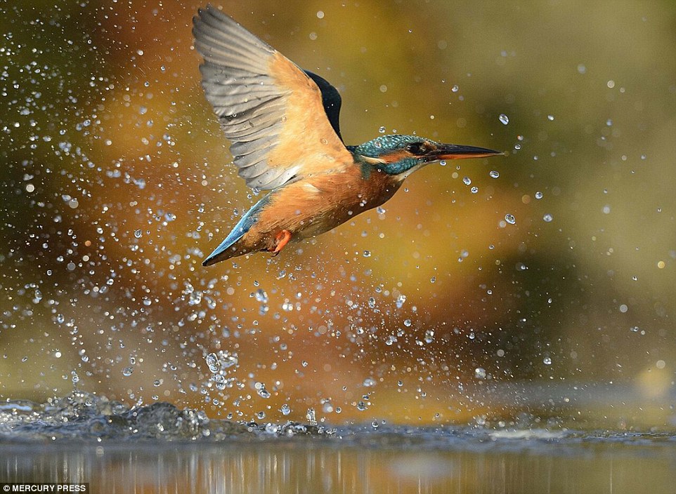 Picture 8 of Photo of Kingfisher costs 4200 hours in 6 years and 720000 photos to record