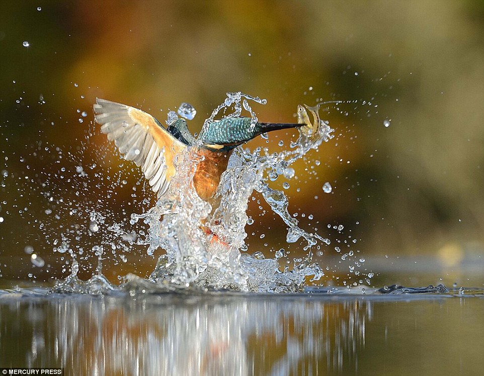 Picture 9 of Photo of Kingfisher costs 4200 hours in 6 years and 720000 photos to record