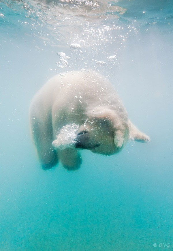 Picture 1 of Photo of polar bear swimming in ice lake