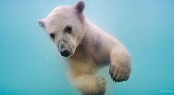 Picture 2 of Photo of polar bear swimming in ice lake