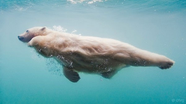 Picture 3 of Photo of polar bear swimming in ice lake