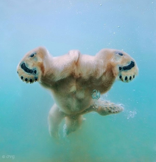 Picture 4 of Photo of polar bear swimming in ice lake