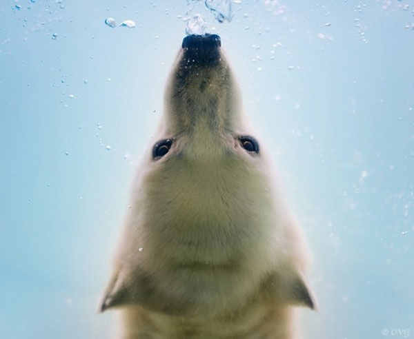 Picture 5 of Photo of polar bear swimming in ice lake